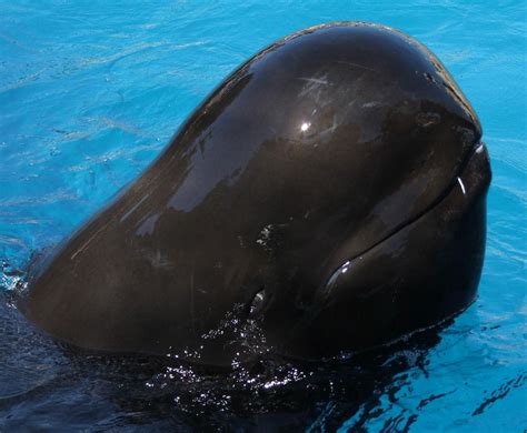 pilot whalw|Pilot Whale .